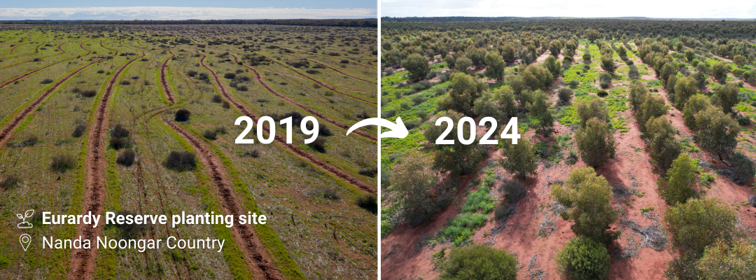 Before-After-Eurardy-Planting-Site